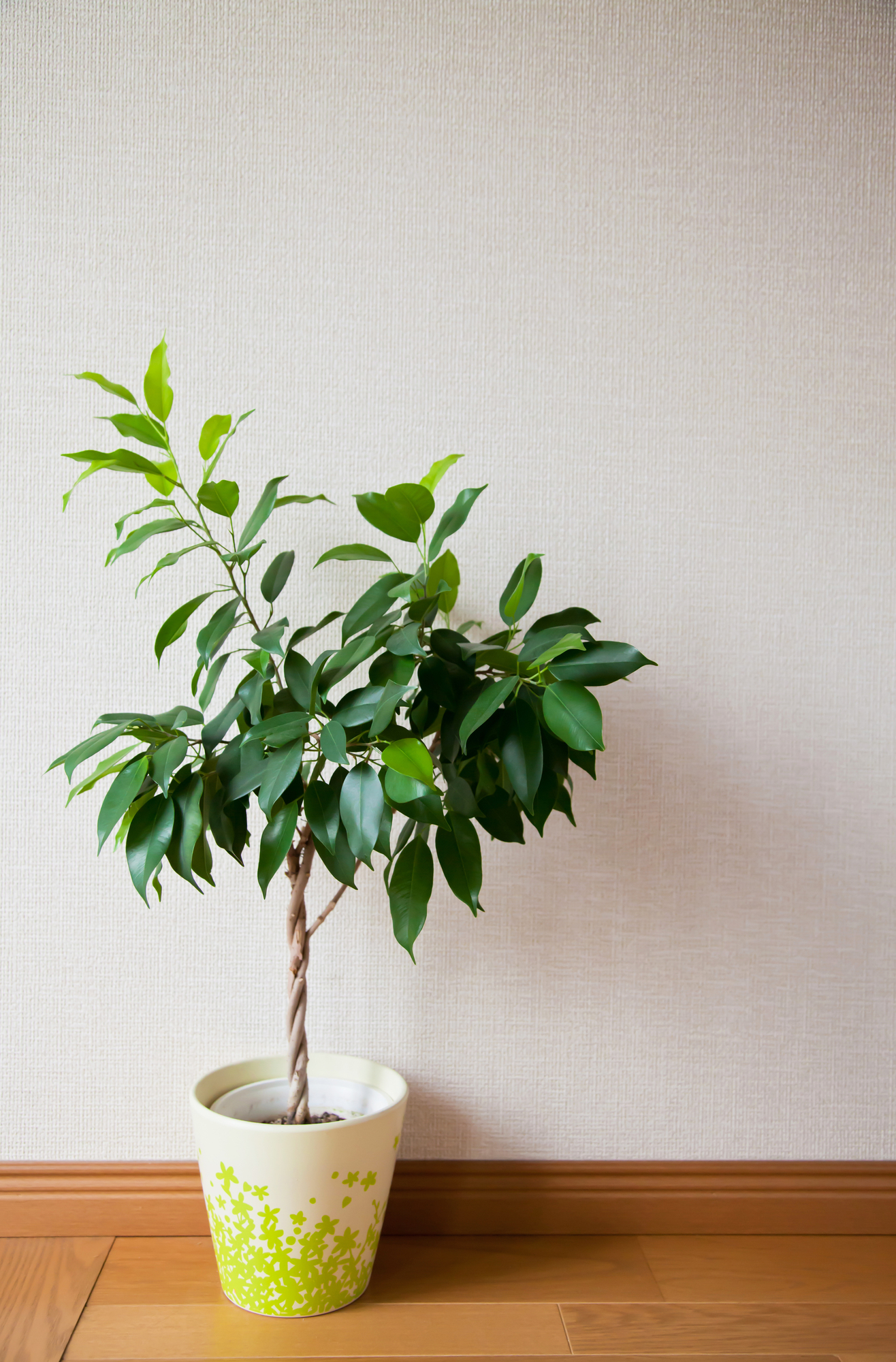 観葉植物
